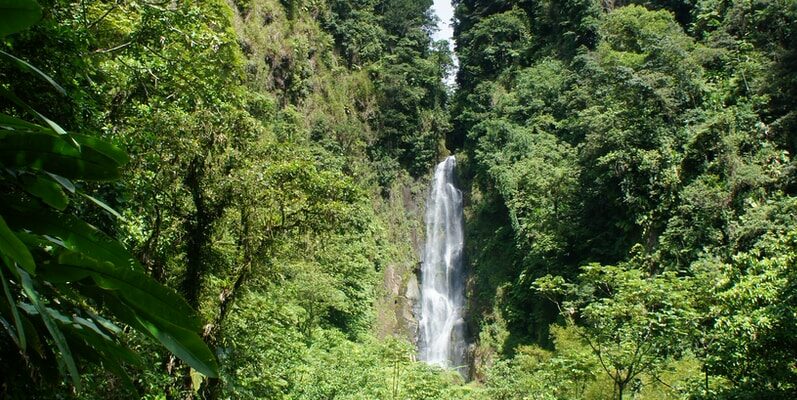 waterfalls in the middle of green trees